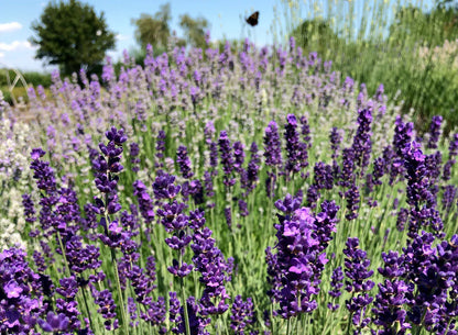 Lavender Silk Japanese – Garden Herb Seeds