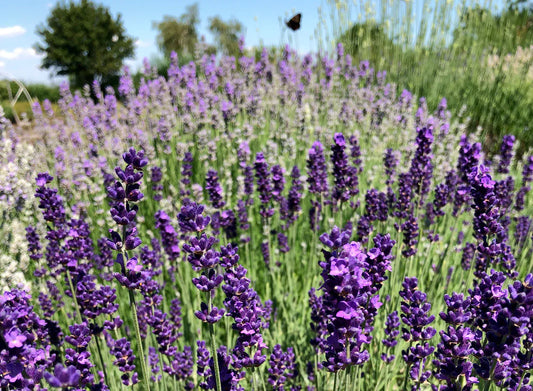 Lavender Silk Japanese – Garden Herb Seeds