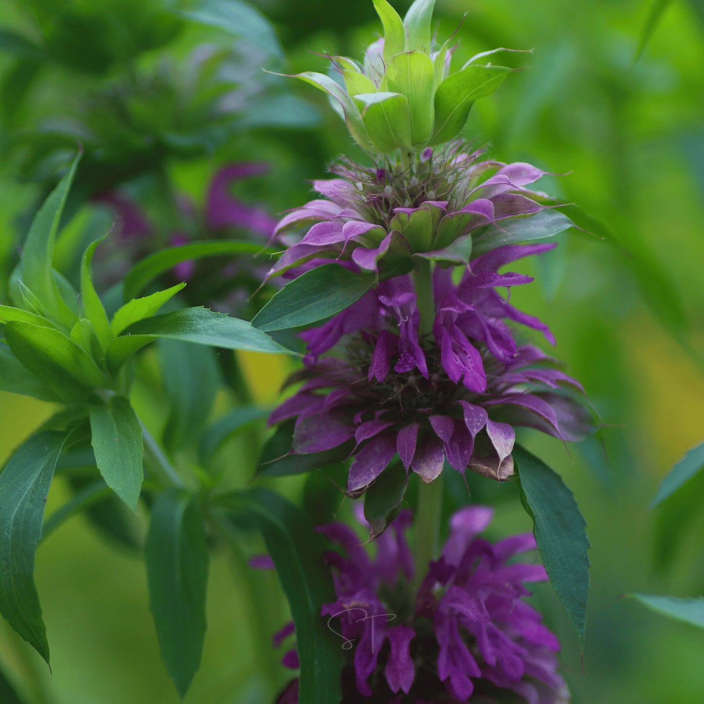 Lemon Mint Bee Balm Monarda Citriodora – Fragrant Herb Seeds