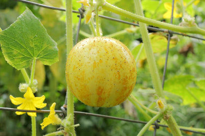Lemon Cucumber Seeds To Grow Exotic Vegetable