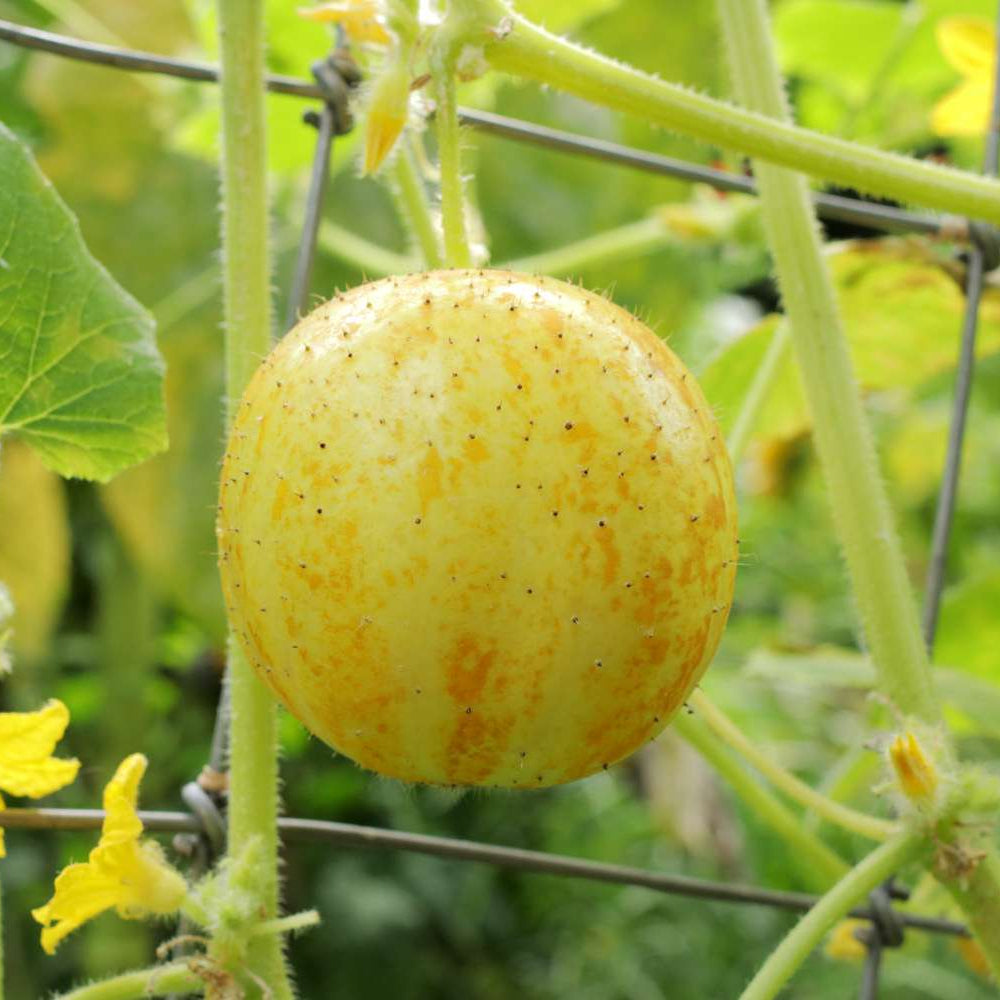 Cucumber Lemon Round Heirloom Seeds – Unique Yellow Oval Fruits for Home Gardening
