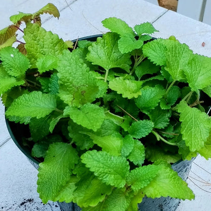 Lemon Balm (Melissa officinalis) Seeds for Planting – Aromatic Herbal Garden Seeds