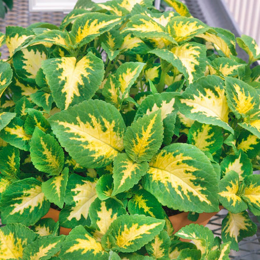Coleus Wizard Jade – Annual Flower Seeds