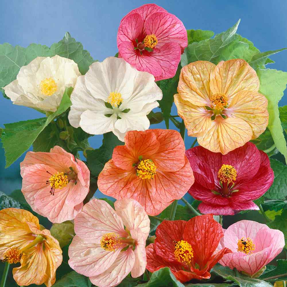 Abutilon Bella Flower – Mixed, Perennial Flower Seeds
