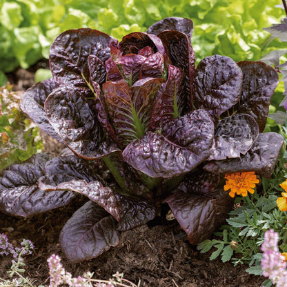 Red Romaine Lettuce – Vegetable Garden Seeds