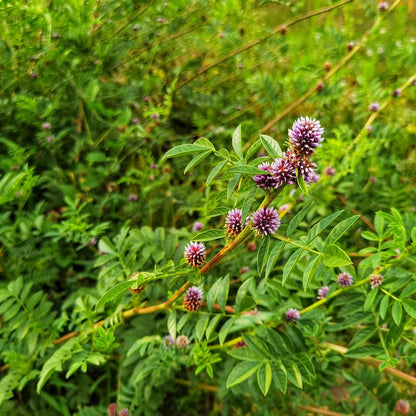Licorice Glycyrrhiza Glabra – Perennial Herb Garden Seeds