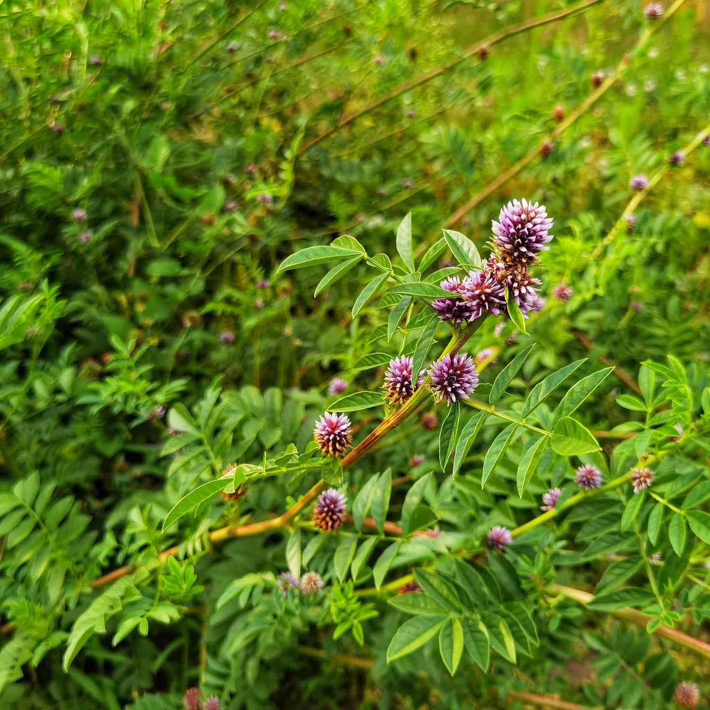 Licorice Glycyrrhiza Glabra – Fragrant Perennial Herb Seeds