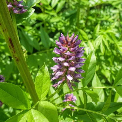 Licorice Glycyrrhiza Glabra – Perennial Herb Flower Seeds