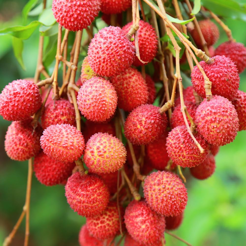 Lychee Litchi Chinensis – Fragrant Fruit Tree Seeds