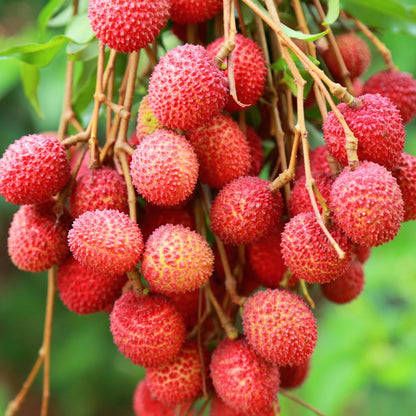 Lychee Litchi Chinensis – Fragrant Fruit Tree Seeds