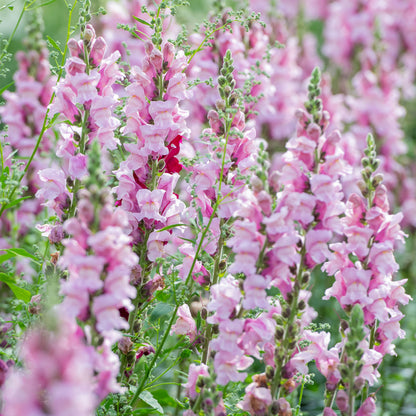Snapdragon Antirrhinum Liavender – Colorful Flower Seeds