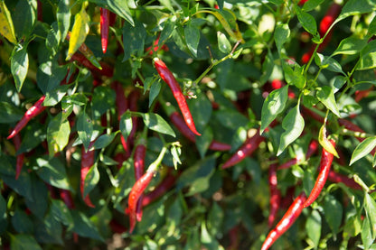 Corno Di Capra Chili Pepper – Vegetable Seeds