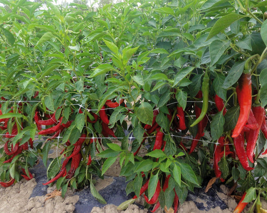 Corno Di Capra Chili Pepper – Vegetable Seeds