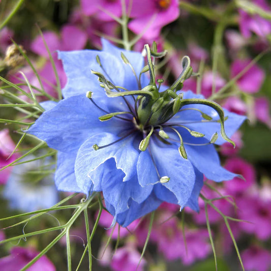 Love In A Mist – Hardy Wildflower Garden Seeds