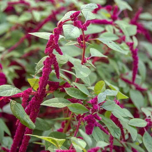 Love Lies Bleeding – Hardy Wildflower Garden Seeds