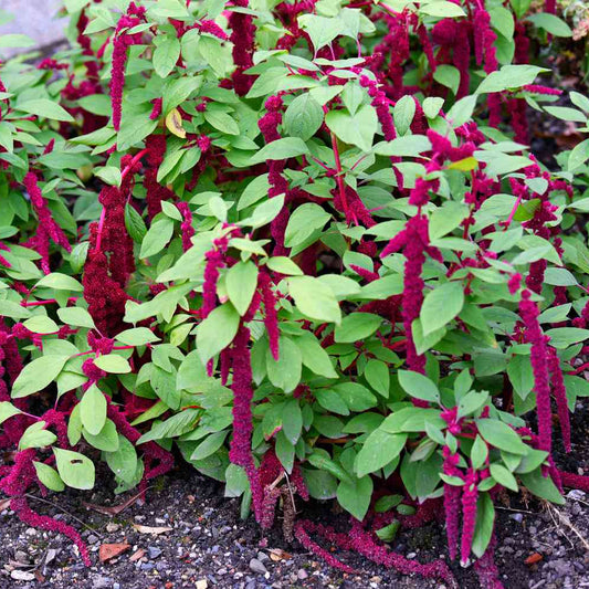 Love Lies Bleeding – Hardy Wildflower Garden Seeds