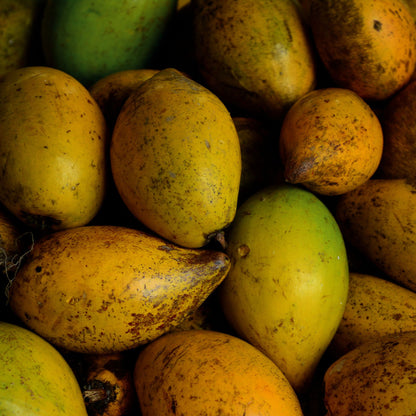 Exotic Lucuma Seeds for Planting – Tropical Fruit Growing Variety