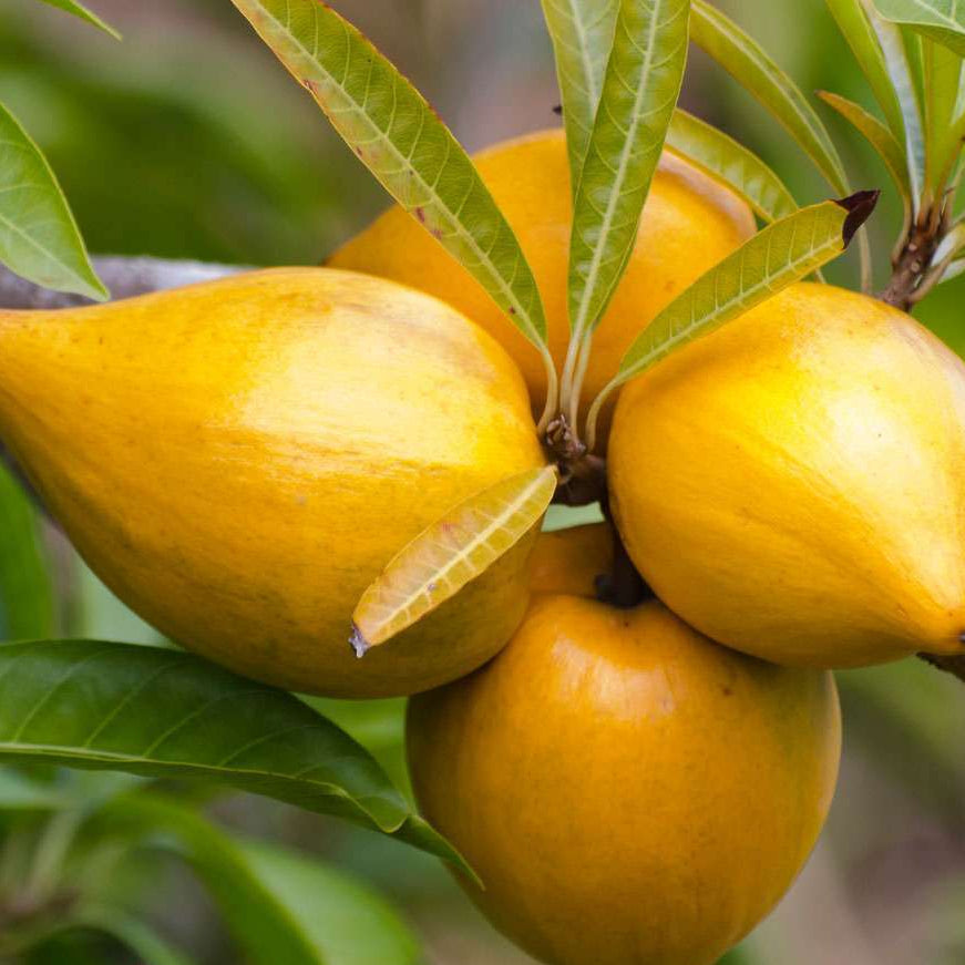 Lucuma Fruit Seeds Pouteria Lucuma Exotic Superfruit Tree Sweet Golden Flesh