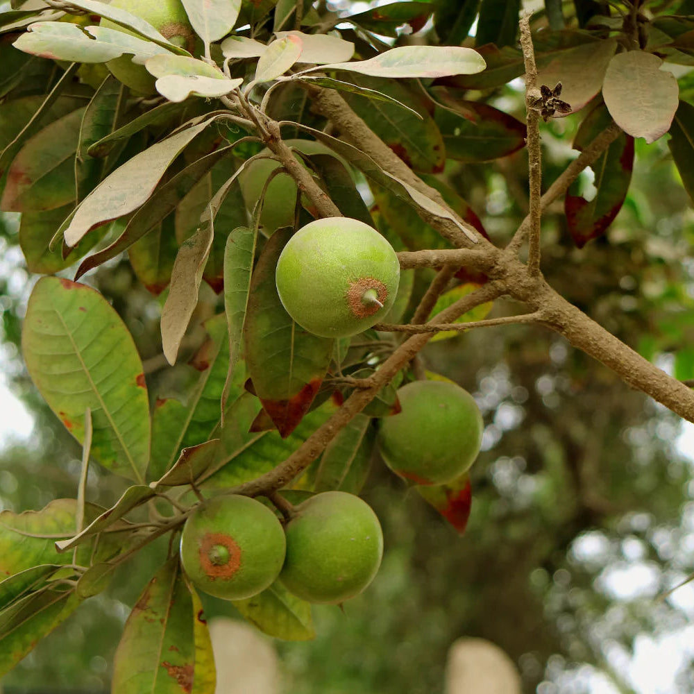 Lucuma Tree Seeds – Exotic Tropical Fruit Tree for Home Gardening