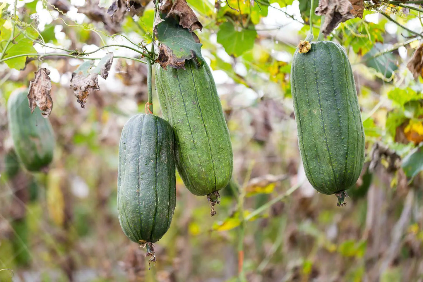 Luffa Aegyptica – Sponge Gourd Annual Vine Seeds