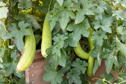 Luffa Aegyptica – Sponge Gourd Annual Vine Seeds
