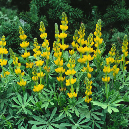 Yellow Lupine – Hardy Wildflower Garden Seeds