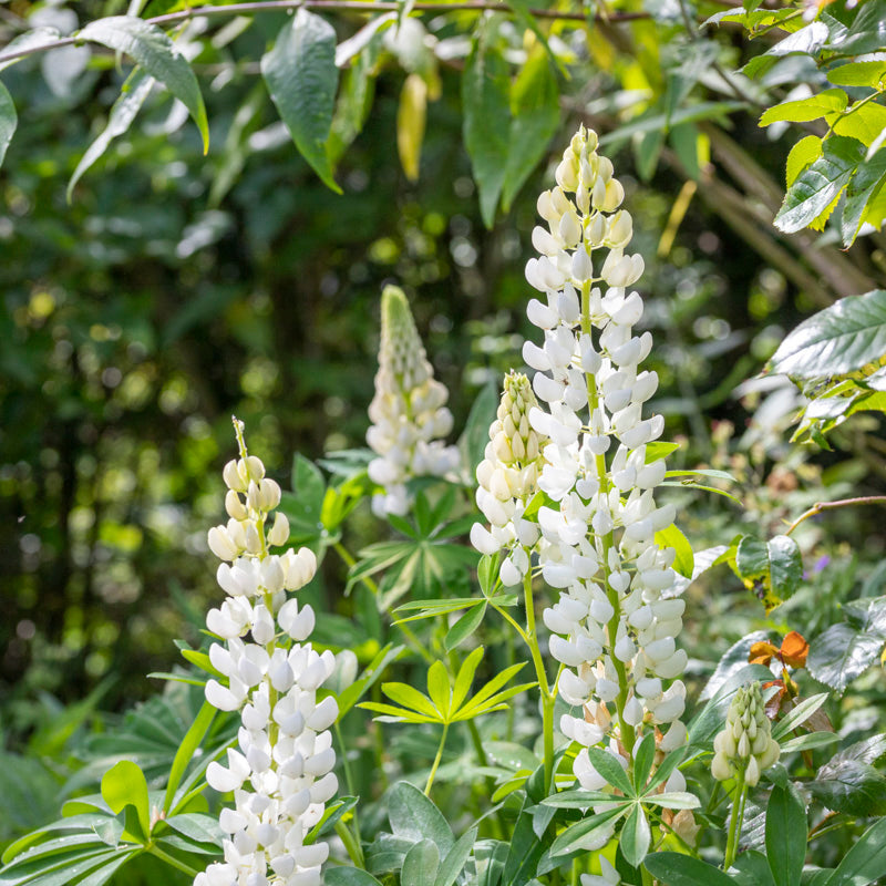 White Lupine Flower – Annual Flower Seeds
