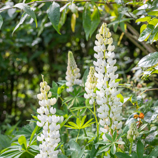 White Lupine Flower – Annual Flower Seeds