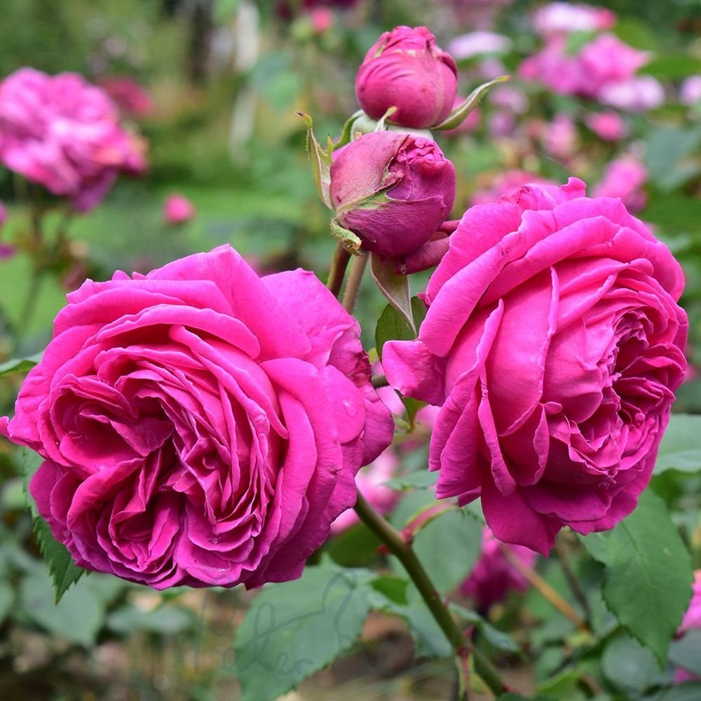 Rosa ‘Mme. Isaac Pereire’ Deep Magenta Garden Rose Plant