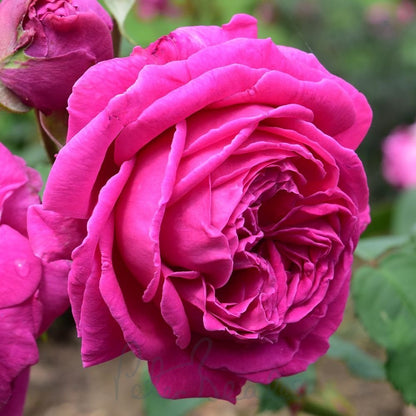 Rosa ‘Mme. Isaac Pereire’ Deep Magenta Garden Rose Plant