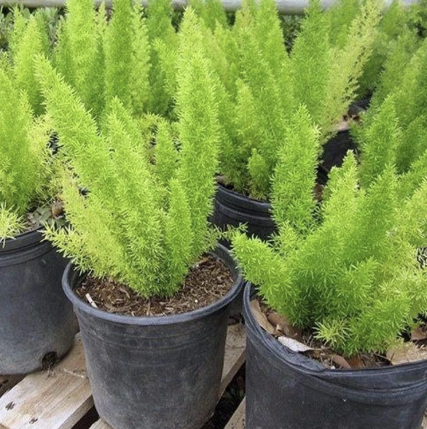 Asparagus Asparagus Densiflorus Meyeri – Foxtail Fern Garden Seeds