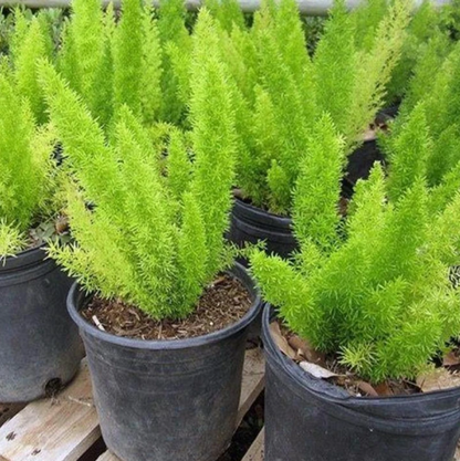 Asparagus Asparagus Densiflorus Meyeri – Foxtail Fern Garden Seeds