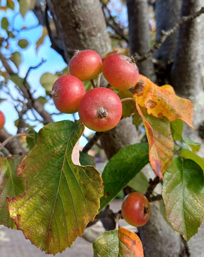 Red Jade Crab Apple Malus Scheideckeri – Hardy Fruit Tree Seeds