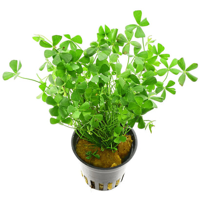 Four Leaf Clover (Trifolium repens) Live Plant in Nursery Pot – Heirloom, Non-GMO, Easy to Grow, Perennial