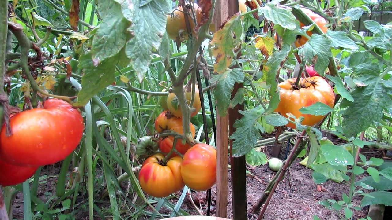 Longhorn Tomato – Heirloom Vegetable Garden Seeds