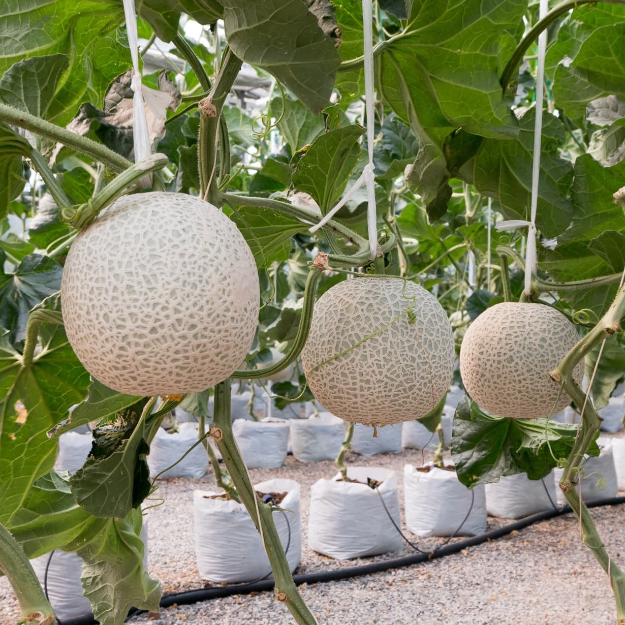 Galia Aromatic Net Melon Seeds for Planting – Heirloom, Non-GMO, Easy to Grow, Annual Fruit Variety