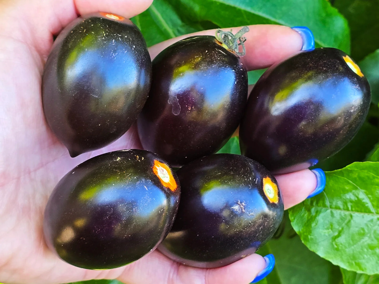 Black Blue Midnight – Garden Fruit Seeds