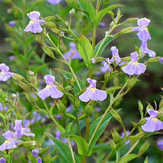 Monkey Flower – Colorful Wildflower Garden Seeds