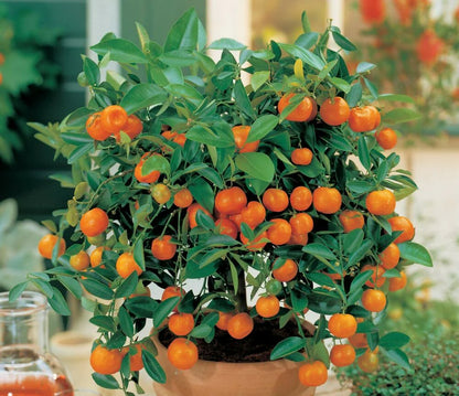 Dwarf Orange Bonsai Tree Seeds - Seeds