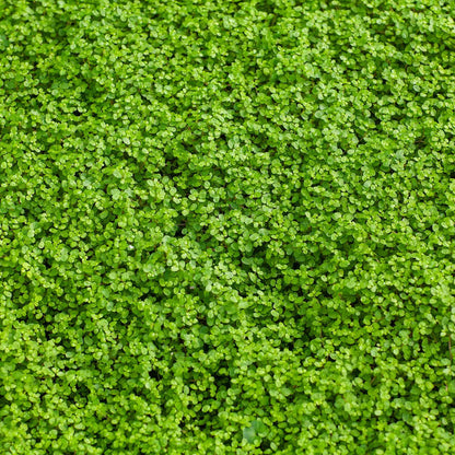 Corsican Mint Seeds Mentha Requienii Fragrant Ground Cover Tiny Leaves, Strong Aroma
