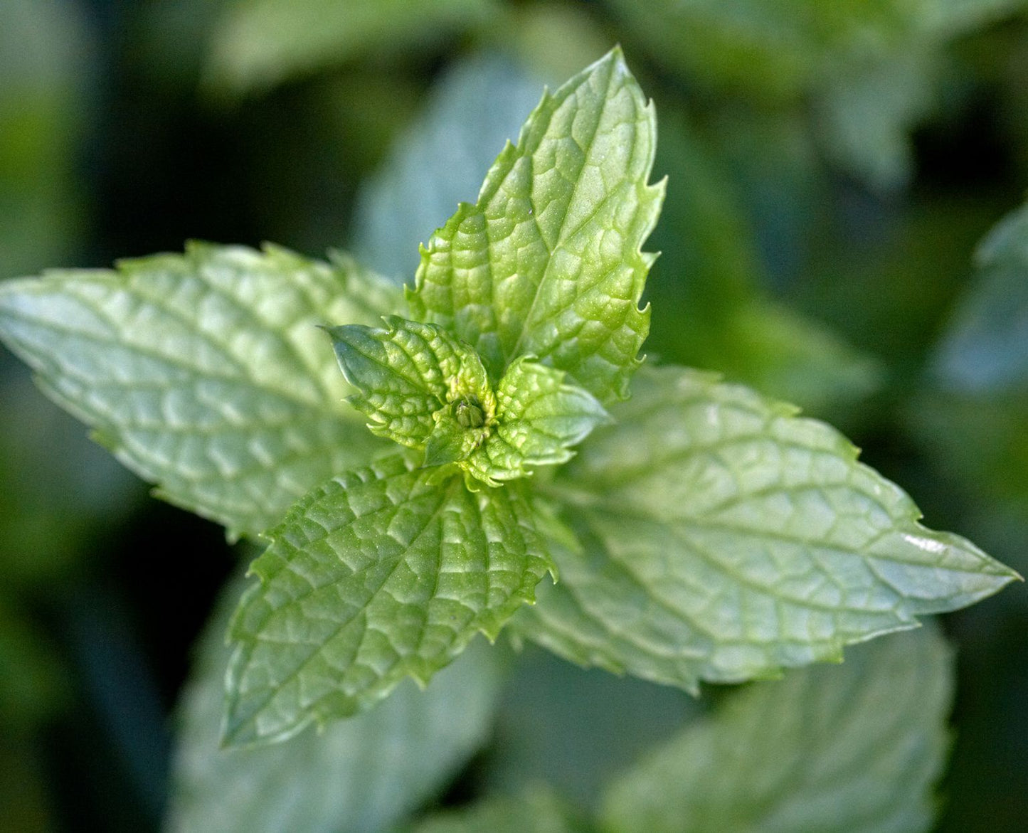 Spearmint Mentha Spicata – Edible Herb Garden Seeds