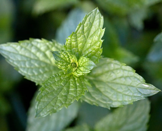Spearmint Mentha Spicata – Edible Herb Garden Seeds