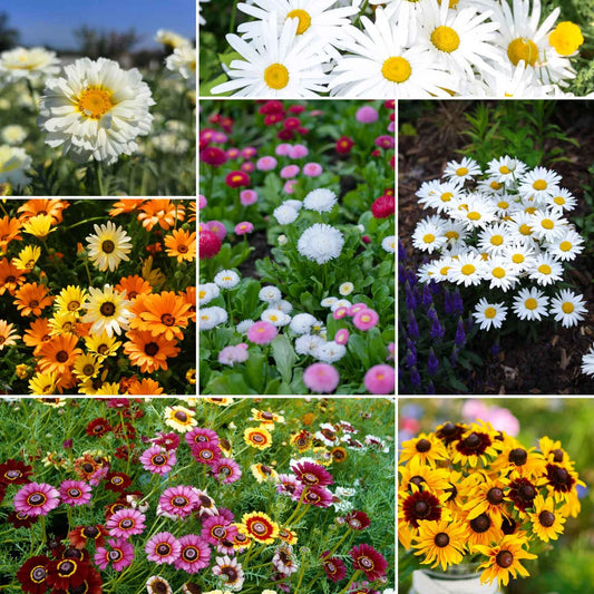 Painted Daisy – Colorful Perennial Flower Garden Seeds