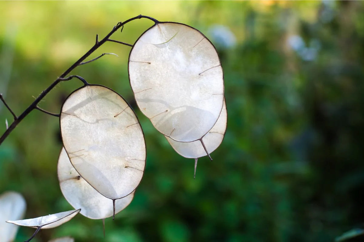 Money Plant Silver Dollar Lunaria Honesty Heirloom Fresh " Stems You Dry – Perennial Flower Seeds