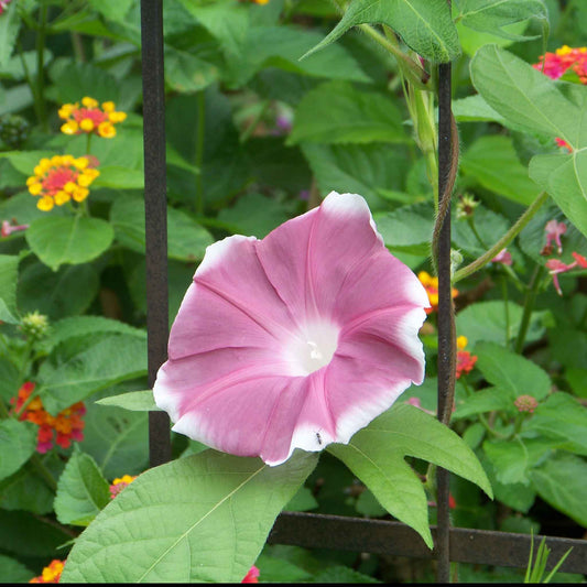 Morning Glory Ipomoea Nil – Japanese Red Picotee Flower Seeds