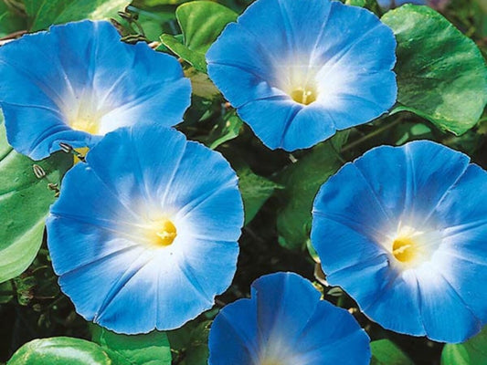 Bluedazzle Youjiro Japanese – Garden Flower Seeds