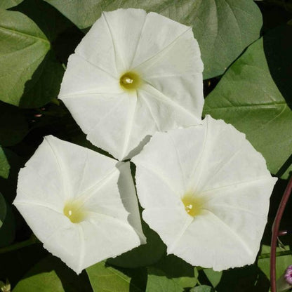 White Hige Ipomoea – Garden Flower Seeds
