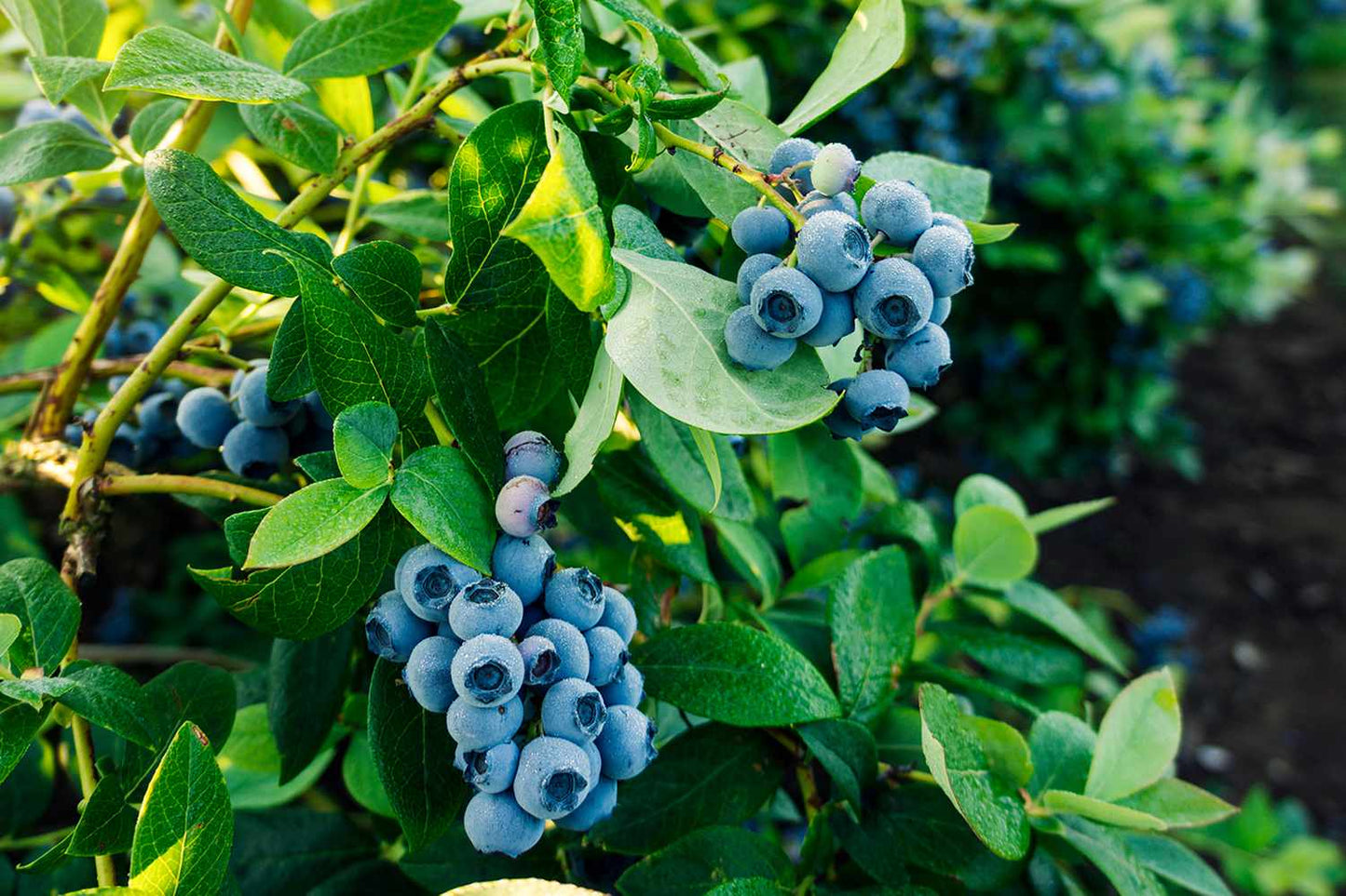 Blueberry Pie Japanese – Garden Fruit Seeds