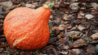 Golden Hubbard Winter Squash – Fast Growing Vegetable Seeds