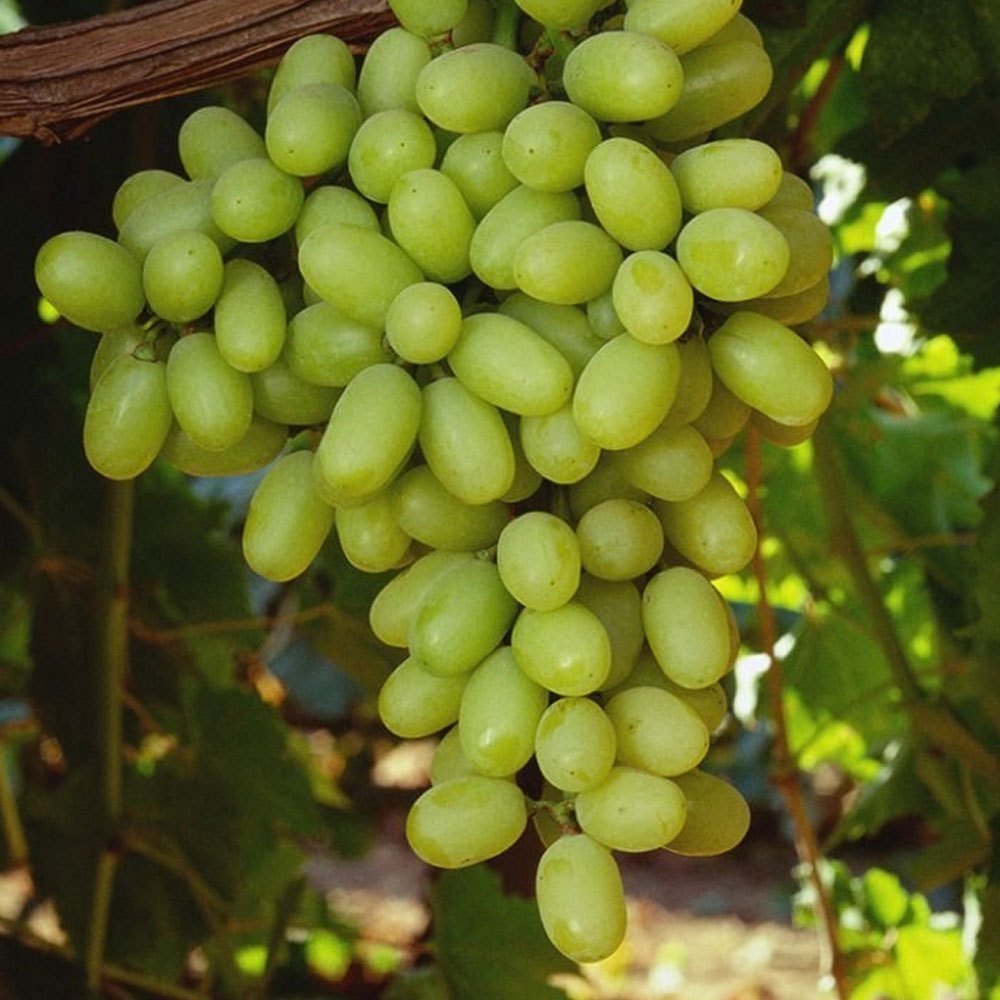 Thompson Seedless (Sultana) Grape Seeds – Easy-Grow Garden Variety